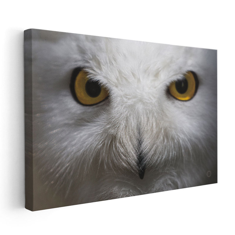 Snowy Owl Stare - reproduction d'art sur toile, 20" H x 30" W