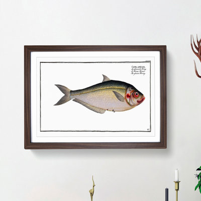African Herring Fish by M.E. Bloch - Single Picture Frame Painting