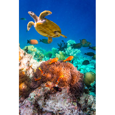 Anemonefish by Cookelma - Wrapped Canvas Print