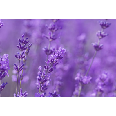 " Field Lavender Flowers " by Liusol