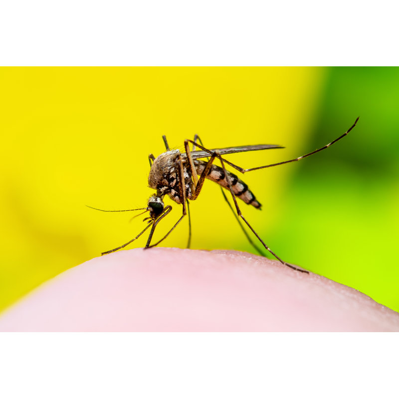 Dangerous Mosquito Bite by Nechaev-kon - Wrapped Canvas Print, 30cm H x 46cm W