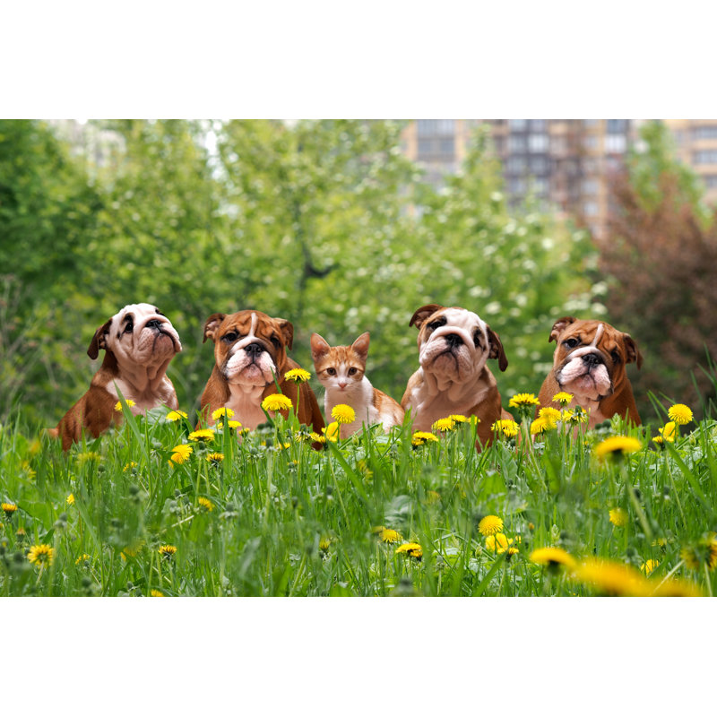English Bulldog Puppies In A City Park by Kozorog - Wrapped Canvas Print, 30cm H x 46cm W x 3.8cm D