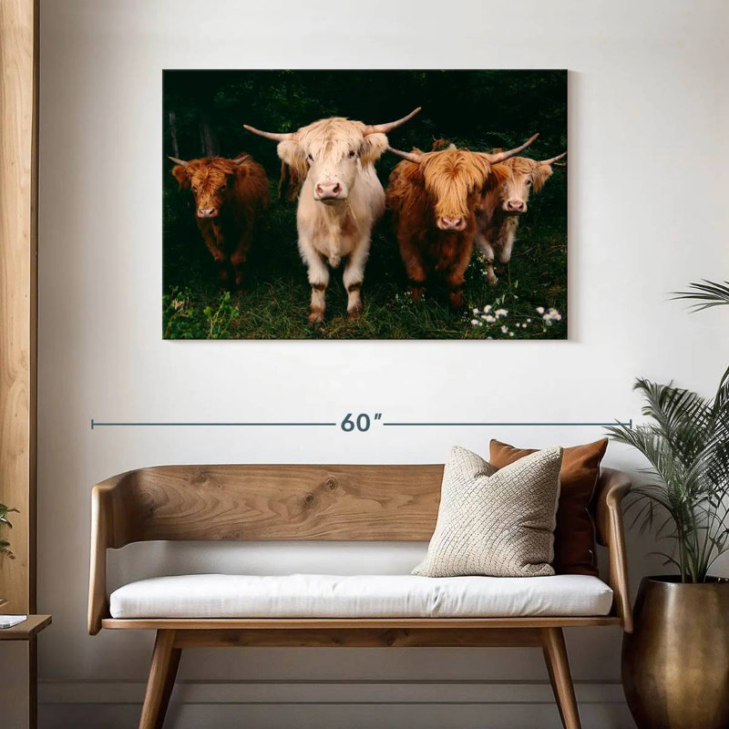 Vaches Highland, H 30 po x l 45 po