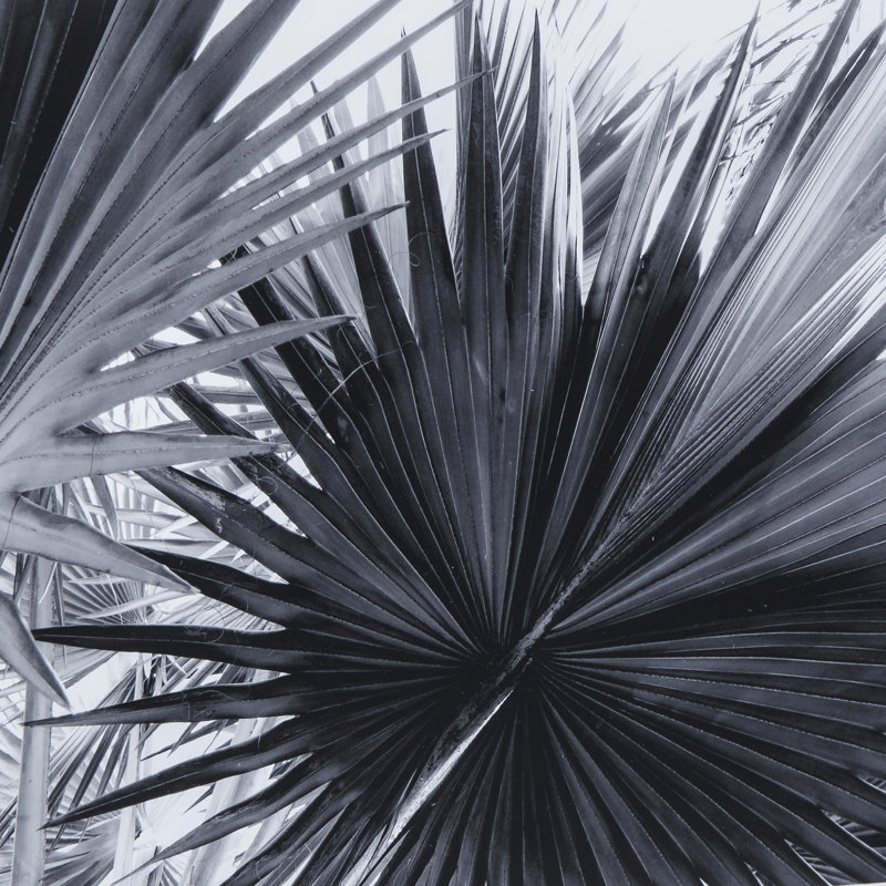 Black And White Palm Leaves B Print
