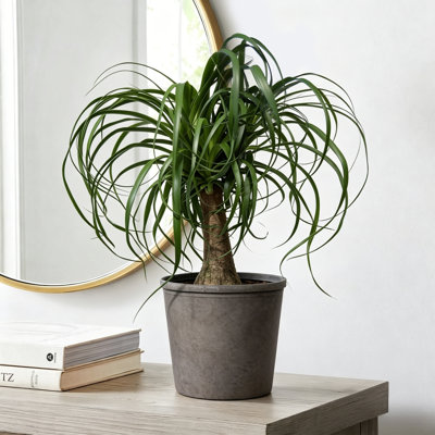 Live Low Maintenance Ponytail Palm in Faux Stone Planter