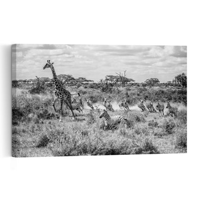 Giraffe And Zebras Running Dramatic Contemporary Giraffe Zebra Nature Wildlife Wall Art Print