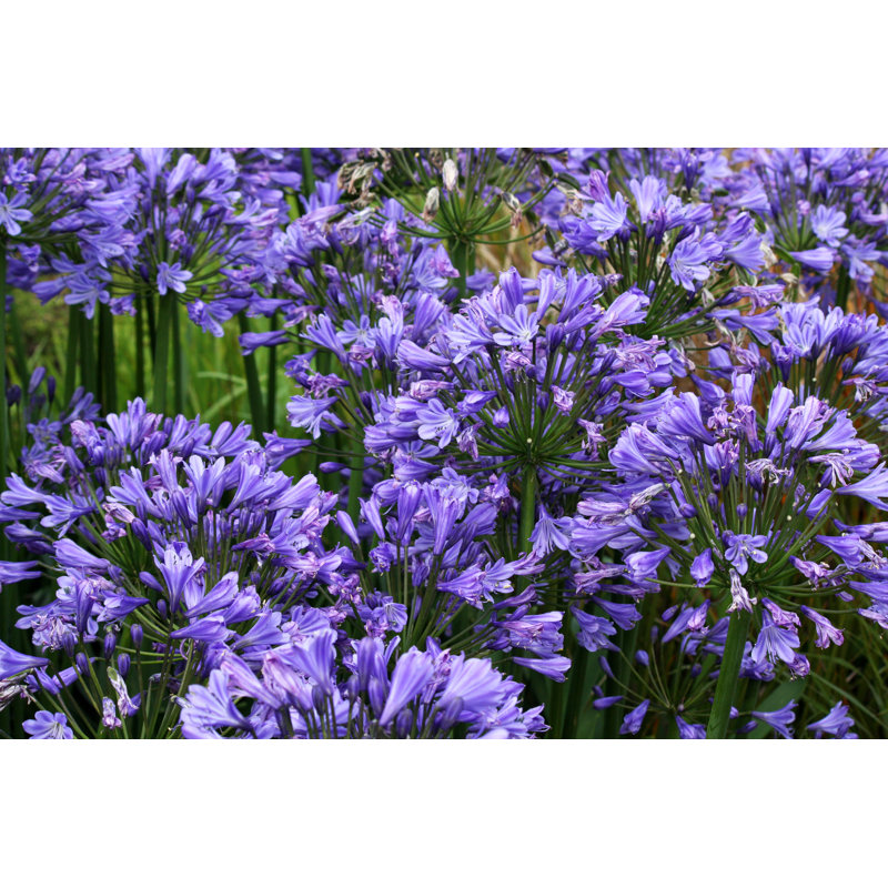 Lilies du Nil par Lanaejoy101 - Photographie sur toile tendue, H 32 po x l 48 po
