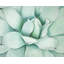 Gros plan sur une plante grasse | Contemporain Neo Mint Home Decor-447943023