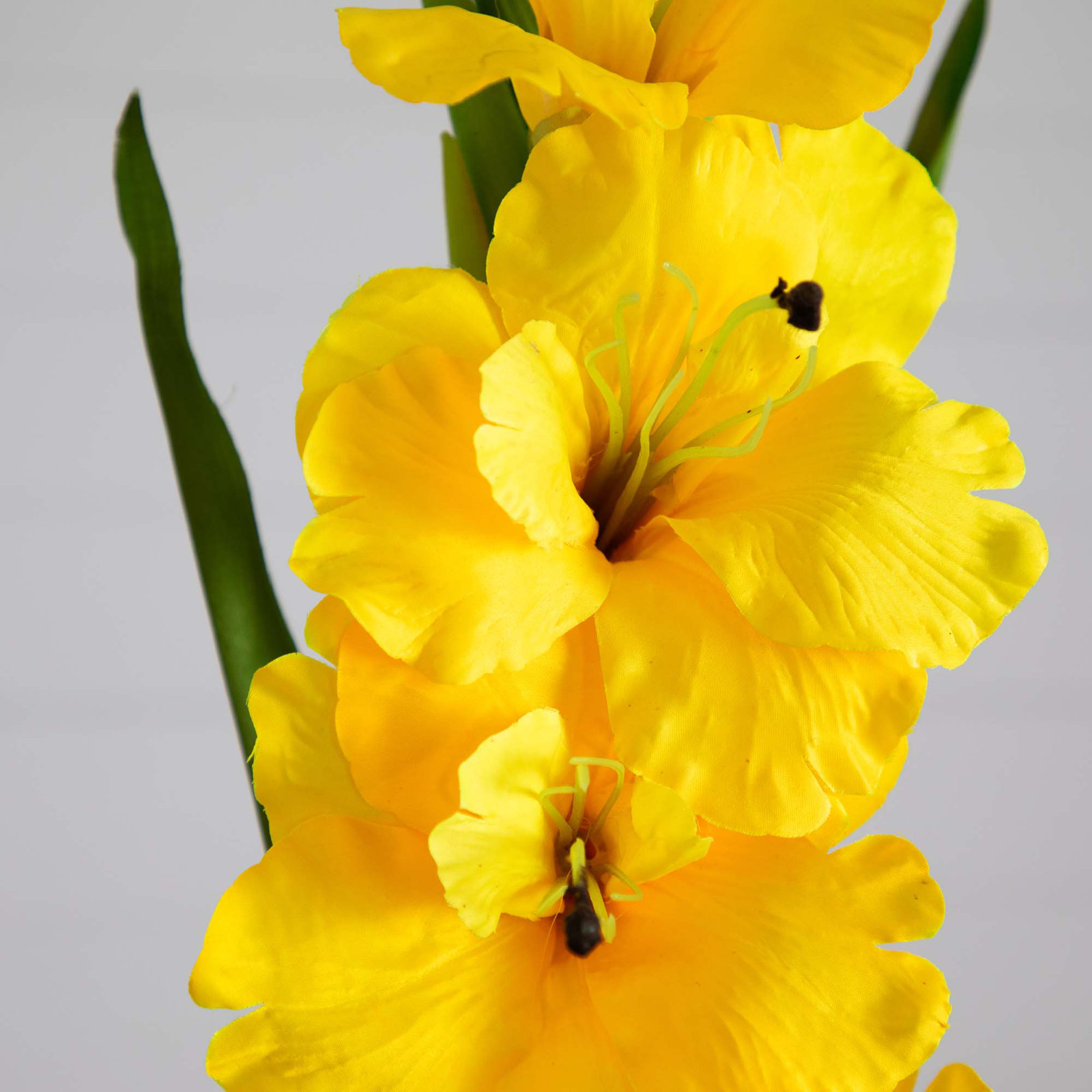 Gladiolus Floral Stems, Yellow