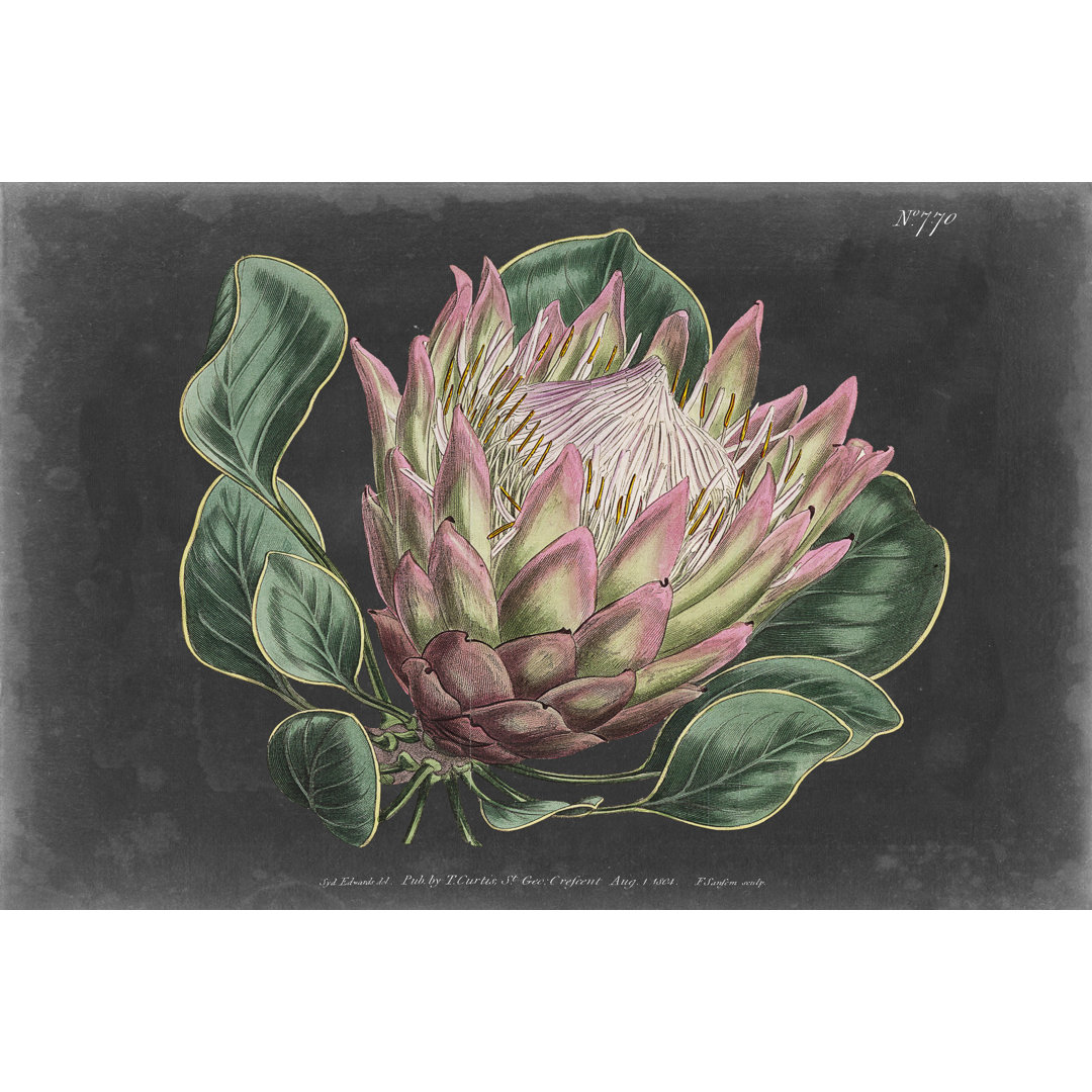 Dramatische Protea I