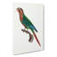 Wave Breasted Parakeet by F. Levaillant - Wrapped Canvas-55305255