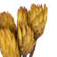 Vickerman 14" Repens on a Natural Stem. Includes 6 Stems per Bunch, Dried-1478476199
