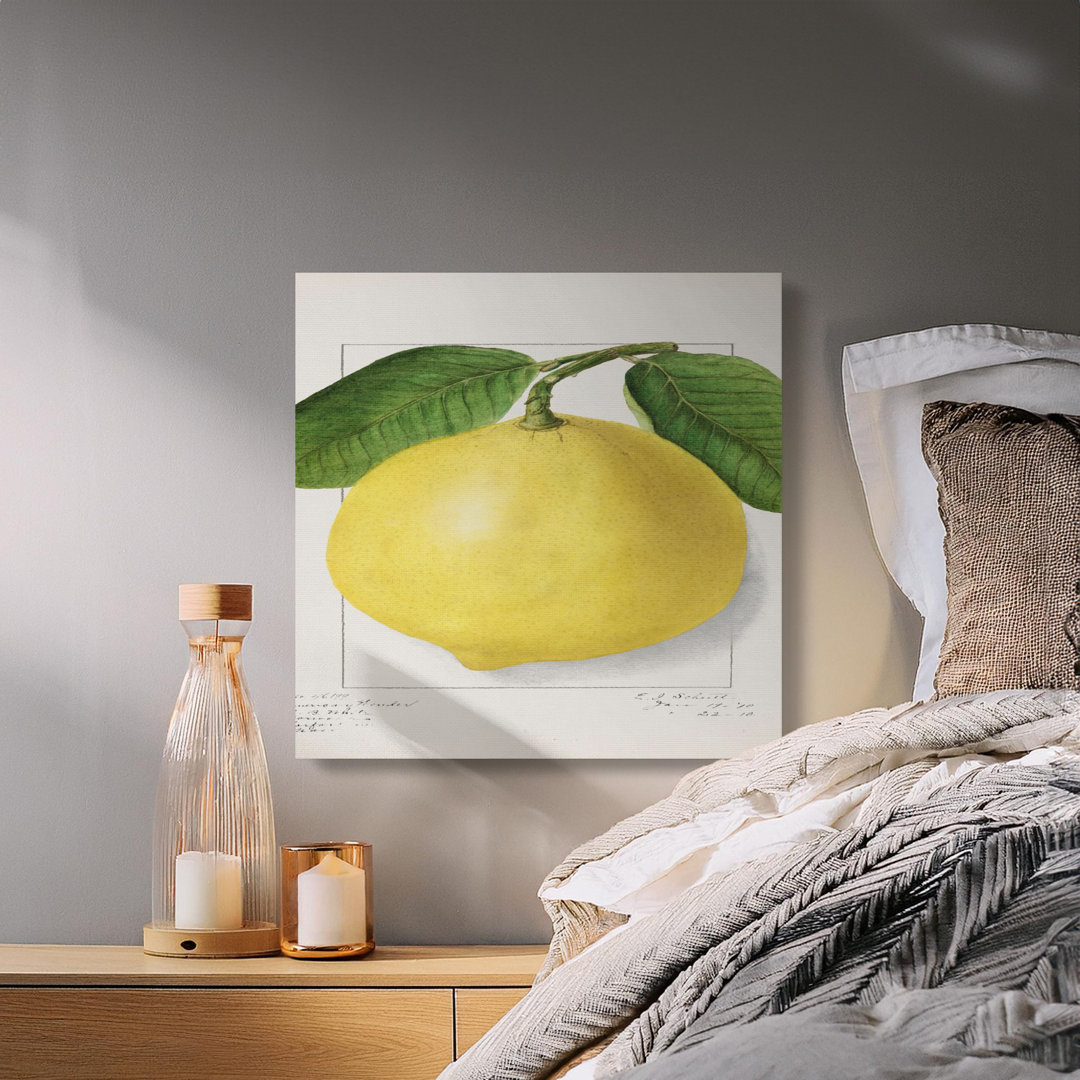 Vintage Lemon Botanical Illustration Canvas Print