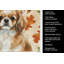 Serviette de cuisine Tibetan Spaniel-2083472416