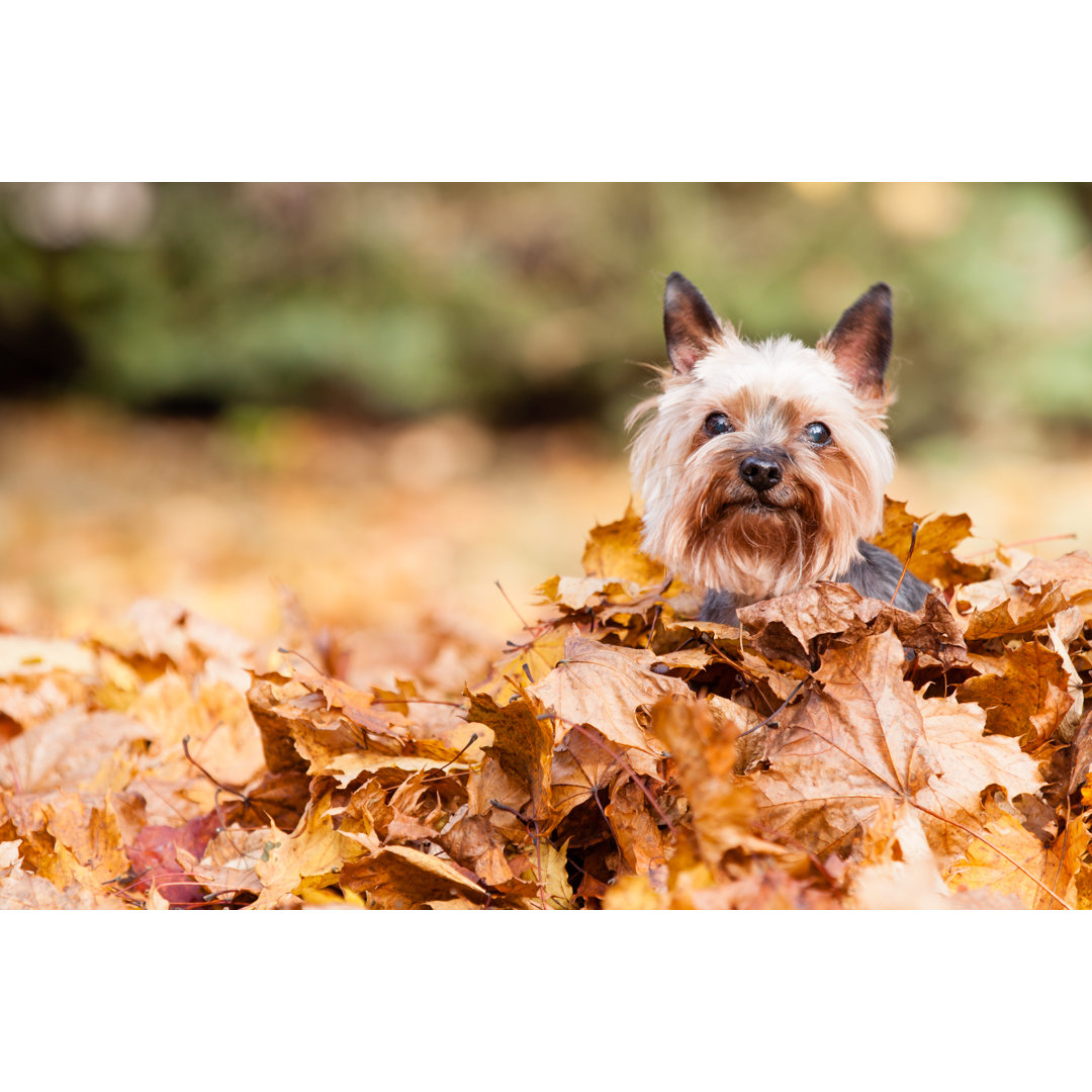 Leinwandbild Yorkshire Terrier Dog