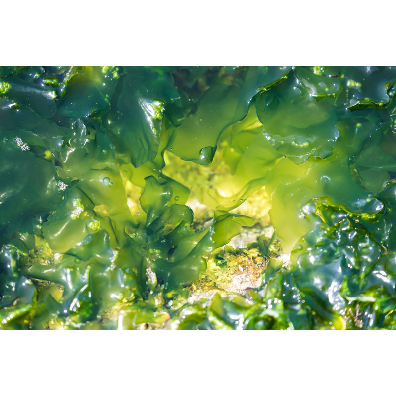 Algae Seaweed by Grafissimo, 12" H x 18" W