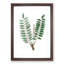 Indian Frankincense Flowers Illustration - Framed Print-55575981-55575984