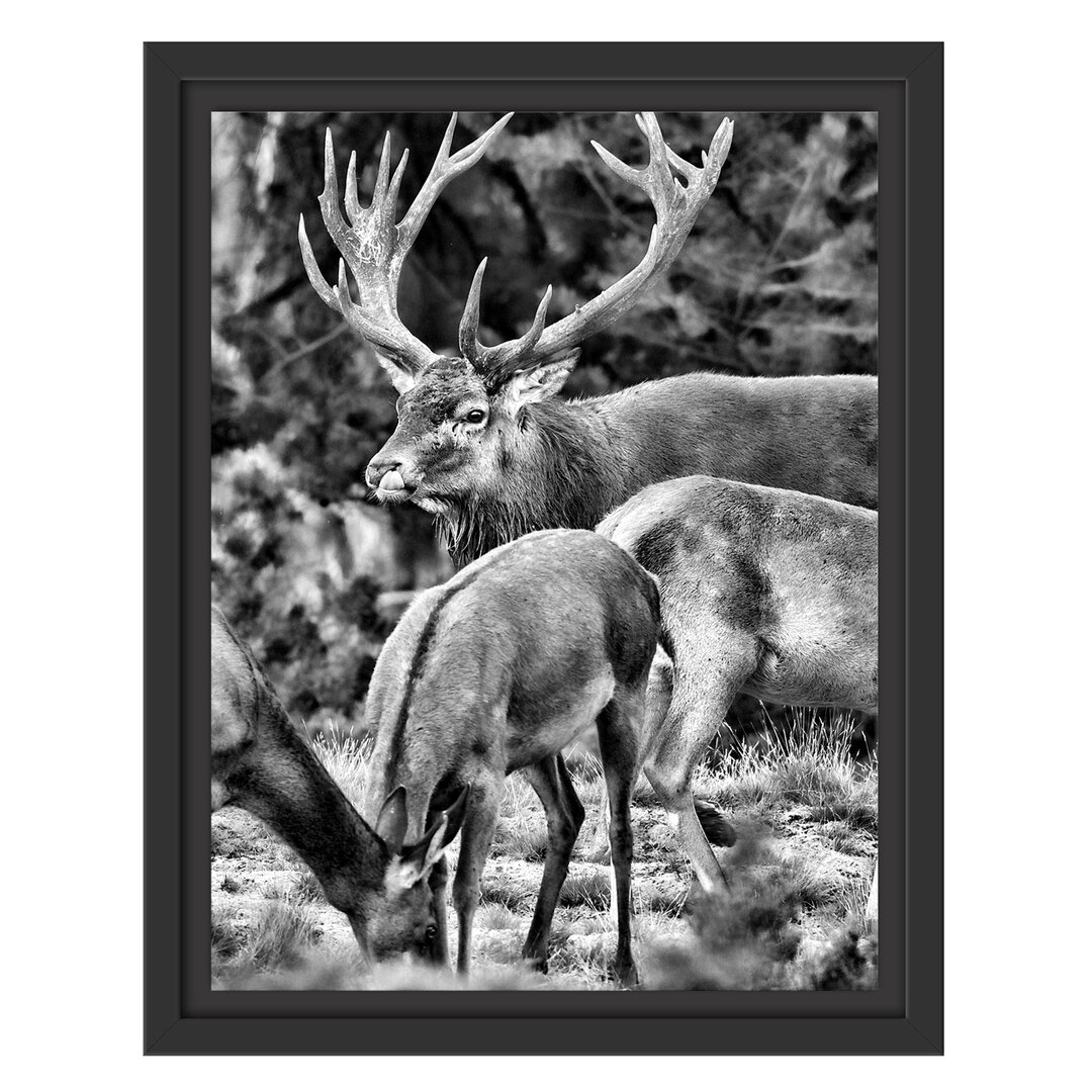 Gerahmtes Wandbild Hirschfamilie auf Waldlichtung