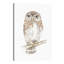 « northern pygmy hibou », impression sur toile-31855639-73198081-73203702
