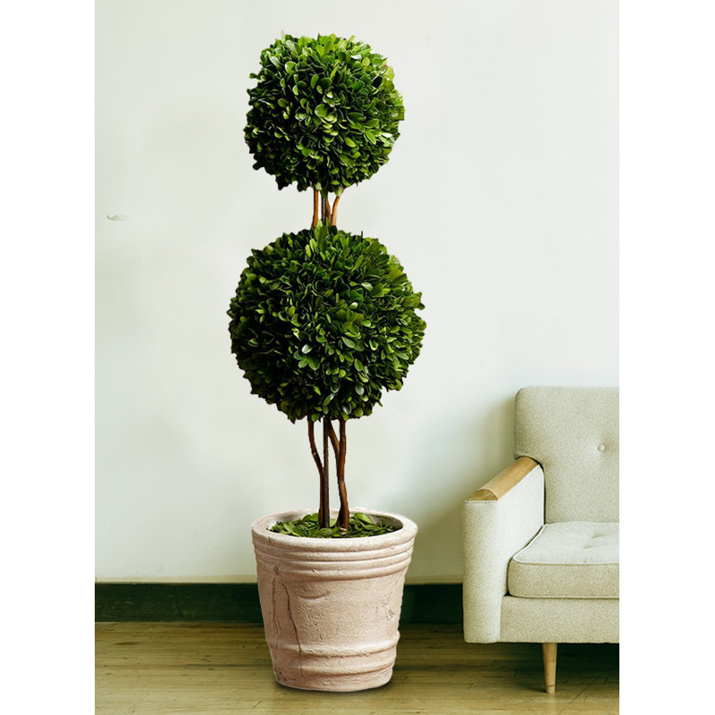 Serene Spaces Living Live Boxwood Plant in Pot