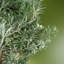 70cm Faux Evergreen Plant in Pot Liner