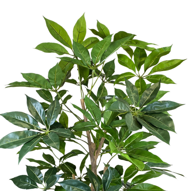 Organic Modern 5' Schefflera In Fiberstone Planter