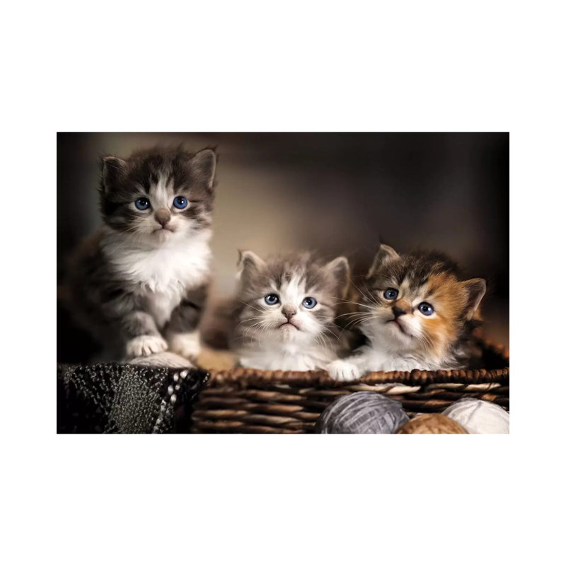 Ready For A Home by Jonathan Ross Photography - Wrapped Canvas Painting, 20.32 cm H x 30.48 cm W