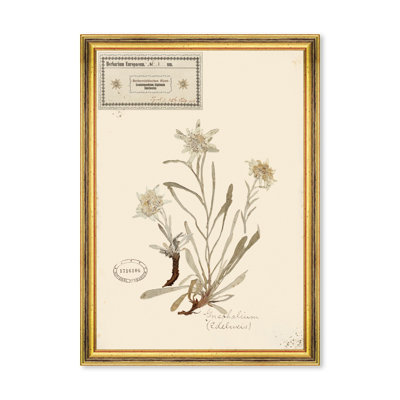 HERBARIUM ALPINIUM I