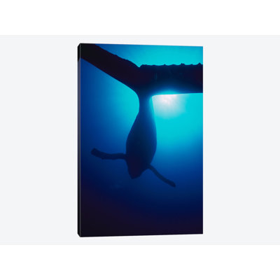 " Humpback Whale Male Singing, Maui, Hawaii " Color Photography Print