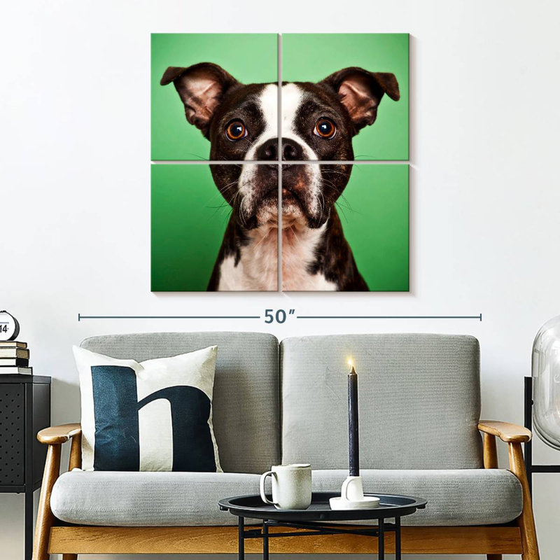 Brampt Attentive Boston Terrier, 32" H x 32" W