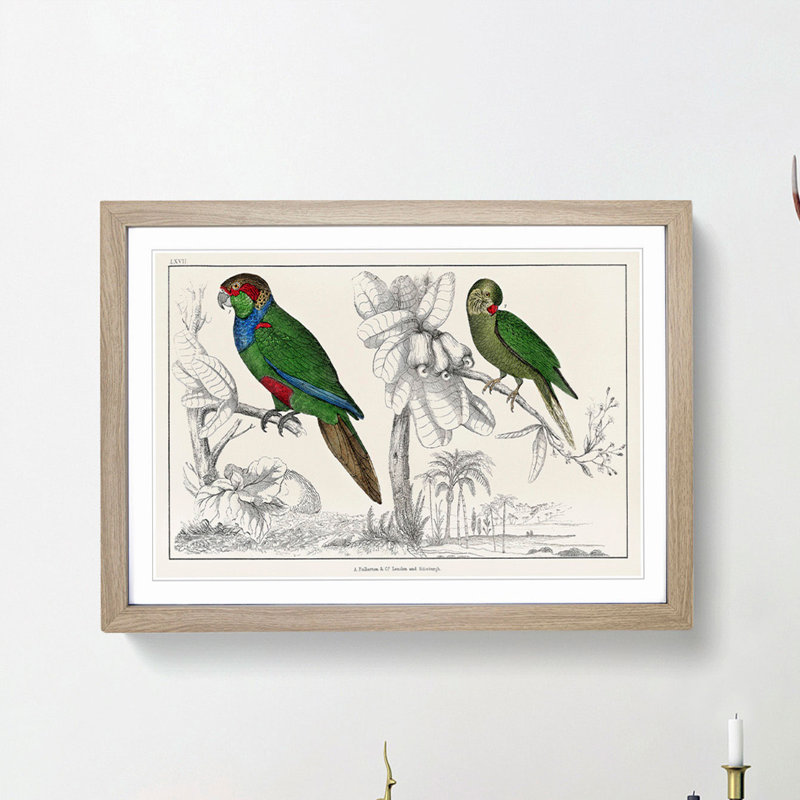 Parrots by Oliver Goldsmith - Framed Print, 36cm H x 48cm W x 2cm D, Oak Framed