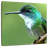 Brampt Starthroat Hummingbird-109373817