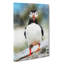 Lone Atlantic Puffin - Wrapped Canvas-56666989
