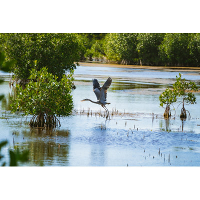 Heron Flying - Wrapped Canvas Print