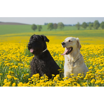 Dewart Retriever And Schnauzer 1 Piece Wrapped Canvas Wall Art