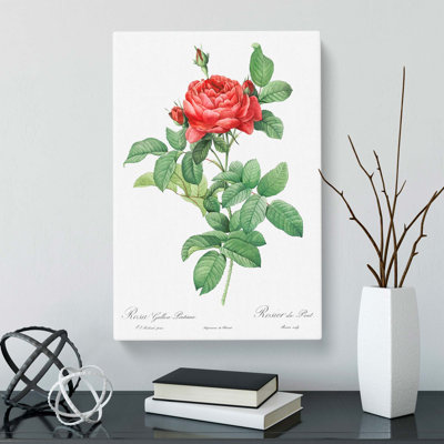 Gallic Roses by Pierre-Joseph Redoute - Wrapped Canvas