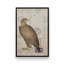 «American Hawk» par Deborah Revell, reproduction d'art-131109439-131109438-131109432