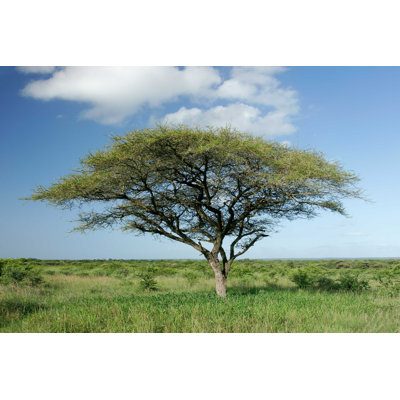 Arbre d'acacia africain par Ecopic - Photographie sur toile tendue