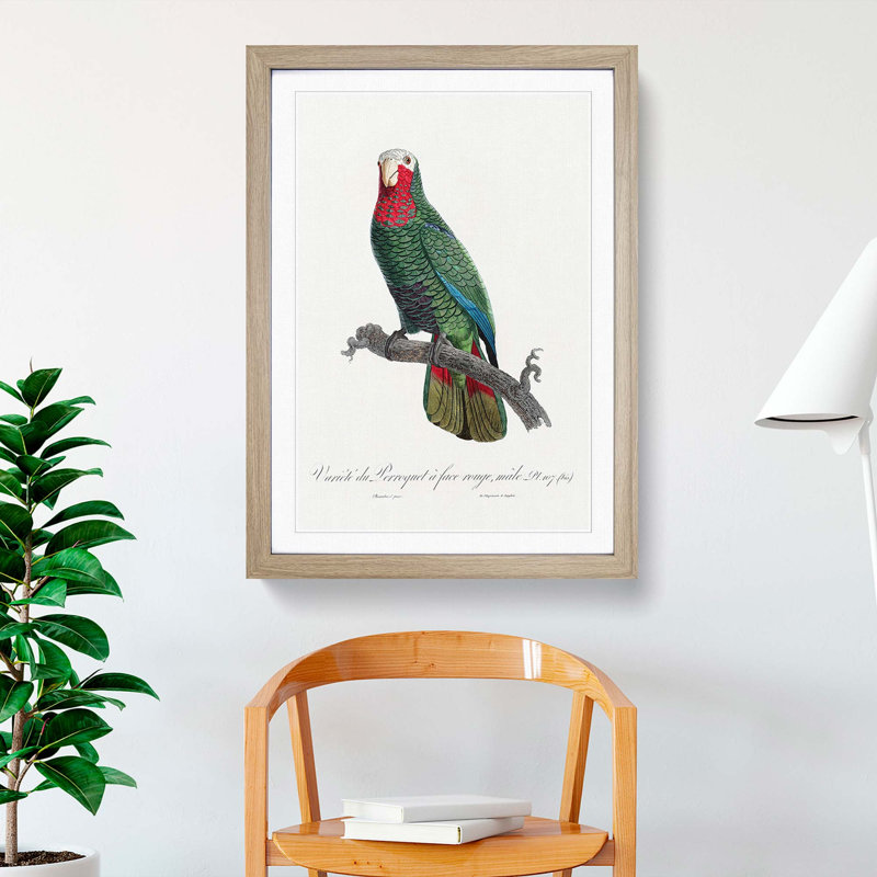 The Cuban Amazon Parrot by F. Levaillant - Picture Frame Art Print, Oak Framed, 65cm H x 48cm W x 2cm D