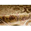 Oriental Area Rug