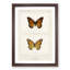 Viceroy Butterfly by S.F. Denton - Picture Frame Painting Print-55604994-55604995