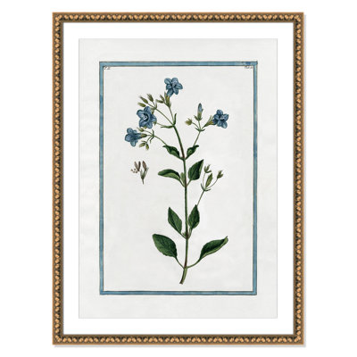 Colombe "Shabby Elegance Botanical II" Print
