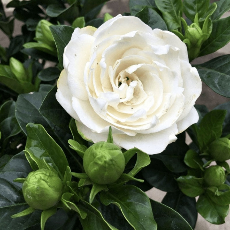 Cold Hardy Gardenia Jasminoides Live Plant - Healthy Rooted Flowering Tree, 1 Count, Intense Sweet Fragrance, Drought Tolerant for Outdoor Yard & Landscape
