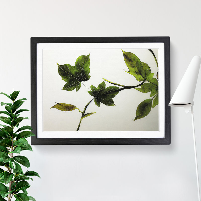 Garden Leaves - Single Picture Frame Print, Black Framed, 46cm H x 64cm W x 2cm D