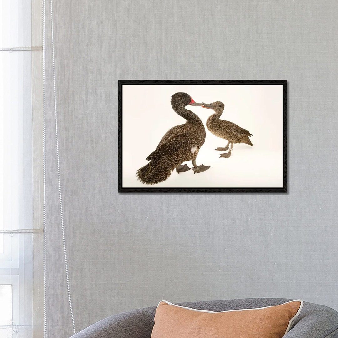 Two Freckled Ducks At Sylvan Heights Bird Park von Joel Sartore - Gallery-Wrapped Canvas Giclée