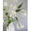 White Gloriosa Lily 41"