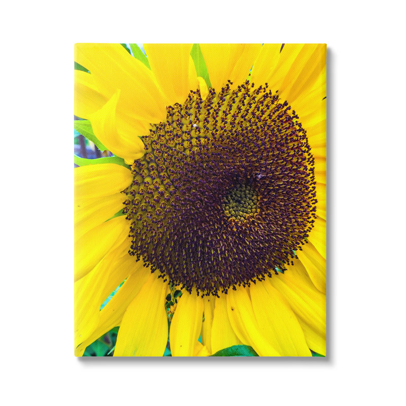 Gros plan, tournesol jaune, nature botanique, par Heidi Bannon - photographie sur toile flottante, Toile tendue