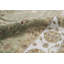 Dharma Oriental Area Rug