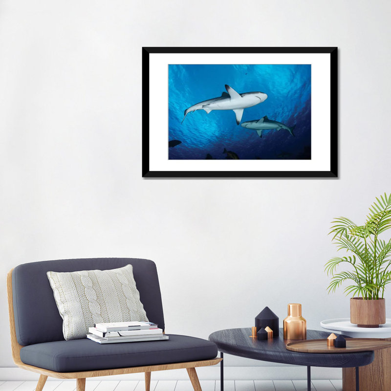 Gray Reef Sharks, Yap, Micronesia by Andreas Schumacher - Graphic Art on Canvas, Black Framed Fine Art Paper, White