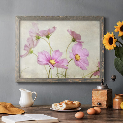 " Pink Cosmos II "